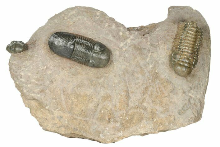 Crotalocephalina, Paralejurus & Reedops Trilobite Association #191741
